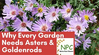 Why Every Garden Needs Asters & Goldenrods!