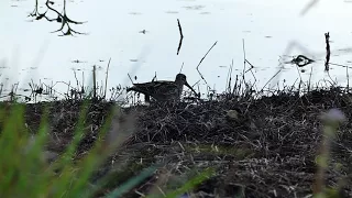 Tropical Treks: Latham's Snipe, Gallinago hardwickii, or Japanese snipe