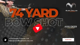 🏹 Witness the Unbelievable: 74-Yard Bow Shot on Axis Deer!