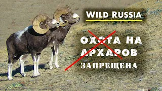 Hunting for the Altai mountain sheep is prohibited! (Wild Russia) Siberia. Mountain goats. Argali