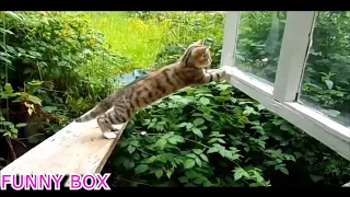 ЛУЧШИЕ ПРИКОЛЫ/FUNNY BOX./Идиоты 80 уровня!  #16