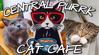 Central Purrk Cat Cafe | Georgetown Kentucky