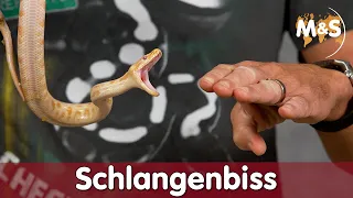 Erste HILFE bei Schlangenbiss | Wundversorgung | Tipps & Tricks | Reptil TV