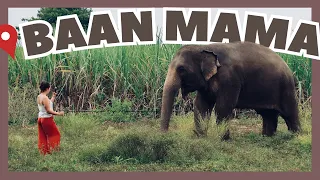 🇹🇭 10 JOURS parmi les éléphants en Thaïlande (BAAN MAMA) 🐘 🇹🇭