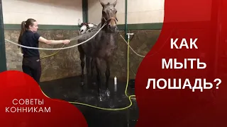 Как мыть лошадь?