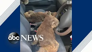 Family rescues koalas from Kangaroo Island, Australia | ABC News