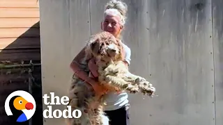 Neglected Aussiedoodle Finally Opens Up To Mom | The Dodo