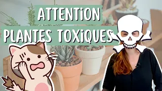 Quelles sont les plantes toxiques pour les chats ?