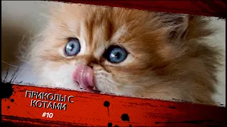 Смешные КОТЫ #10 / Лучшие приколы 2020 / Funny cats.