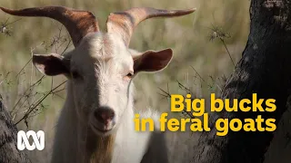 Big bucks: feral goats recognised as a serious asset 🐐 | Meet the Ferals Ep 5 | ABC Australia