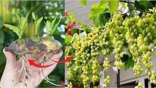 Simple methods grow grape plants with Aloevera growing grape tree at home  Methods skills in water