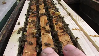 подстановка пчелам рамки с вощиной в мае - часть 3 - весенние работы на пасеке