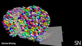 See all of the nerve cells in a larval fruit fly’s brain | Science News