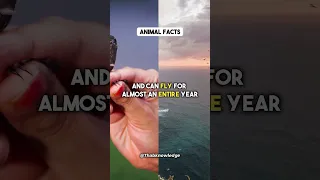 Flying a Year Without Landing? Animal Facts #shorts #animals #birds #flying #facts #viral #funfacts