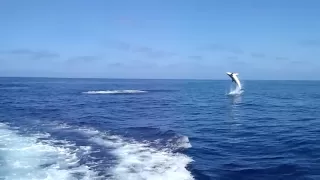 flying mako shark jumping out of the water