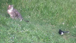 Pie bavarde qui essaie d'attaquer un chat