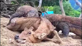 Pregnant Deer eaten alive by komodo Dragon | Komodo dragon eats alive deer | komodo dragon attack