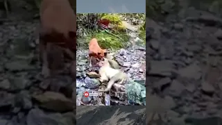 Dont watching, graphic content. DOG VS MONKEY #smartdog #monkeyhatters #shorts