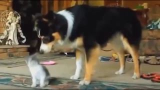 Коты и собаки - лучшие друзья (Cats and dogs are the best friends)