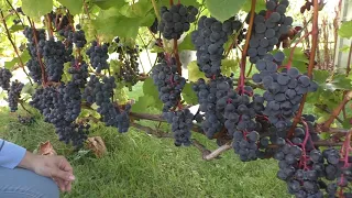 Лучшие винные сорта винограда Урожай 2019 года