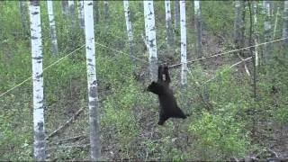 Black bear climbs a tree and tight rope to get food