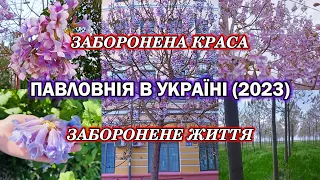 Заборонена краса. Павловнія в Україні 2023. Заборонене життя