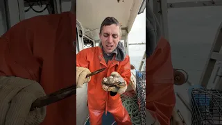 Crabs matter too!