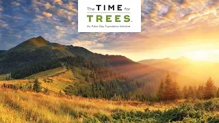The Time for Trees Initiative