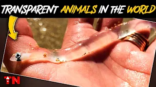 Top 10 Transparent Animal around the World by TopNewsage