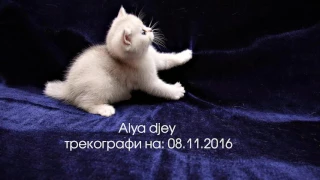 Трекография Alya djey на 08.11.2016