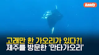 제주바다에 나타난 ‘만타 가오리’…제주바다 아열대화 가속? / KBS  2023.09.27.