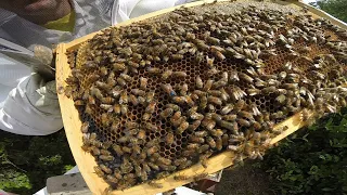 A Look At "Winter Bees" In The Making #colesfarmnc #beekeeping #honeybee