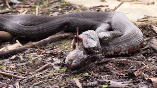 Water Snake Swallowing a Catfish While Attracting a Boyfriend