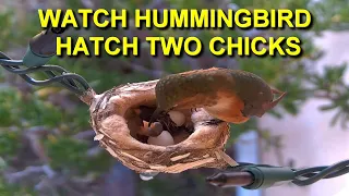 Mother Allen's Hummingbird Hatches Two Eggs and Feeds Baby Birds HQ