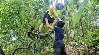 The girl went into the forest to look for bamboo shoots and was attacked by a stranger in the forest