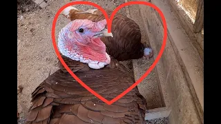 Lonely bourbon red tom turkey finally gets his own mate