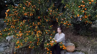 Making tangerine peel! Once You Make It, You Can Eat It for Several Years