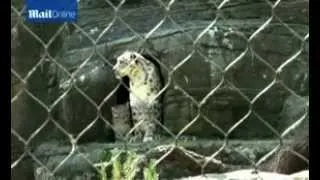 Endangered baby snow leopards take first steps outside