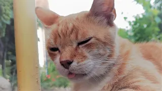 Cat Forgets His Tongue Out