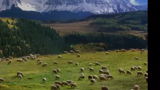 J. S. Bach: Cantata Nº 208, 'Sheep May Safely Graze', BWV 208