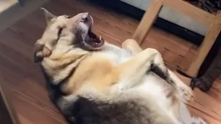 You Laugh You Lose 😂 Funniest Cats and Dogs 2023 😻🐶 Part 31