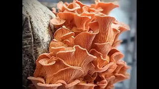 3/11/24 Easy Home Oyster Mushroom Cultivation with Randy Strobel