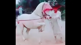 Best 30 Desi Horse Dance in Pakistan 2020   Ghora Dance 2020