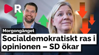 Morgongänget: Socialdemokratiskt ras i opinionen – SD ökar