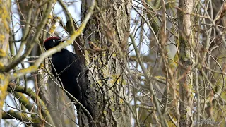 Black Woodpecker - calls, drumming - Schwarzspecht