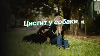 Цистит у собаки