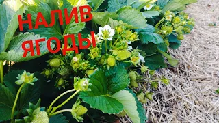 КЛУБНИКА заключительная подкормка во время налива ягоды и сбора урожая 🍓