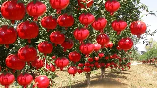 अनार की खेती | Aanar ki kheti | pomegranate farming | Aanar ki kheti kaise kare