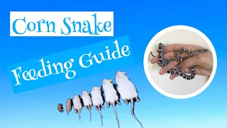 Corn Snake Feeding Guide