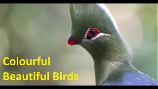 The Most Colorful Birds | Beautiful Birds Sound in the Forest | Relaxation